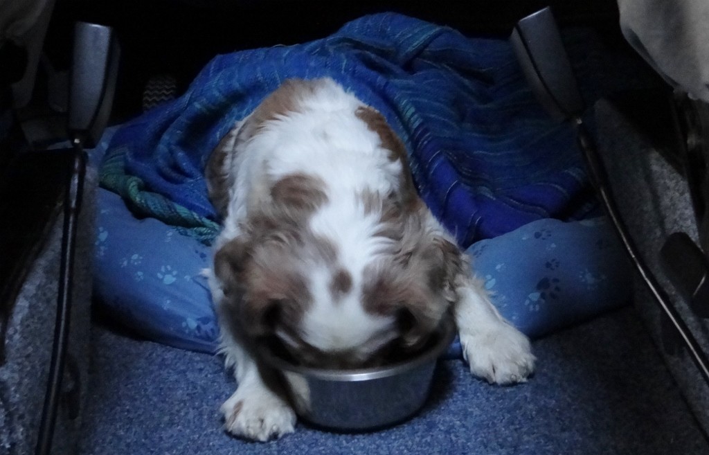 Pampered pooch enjoyed breakfast in bed today.