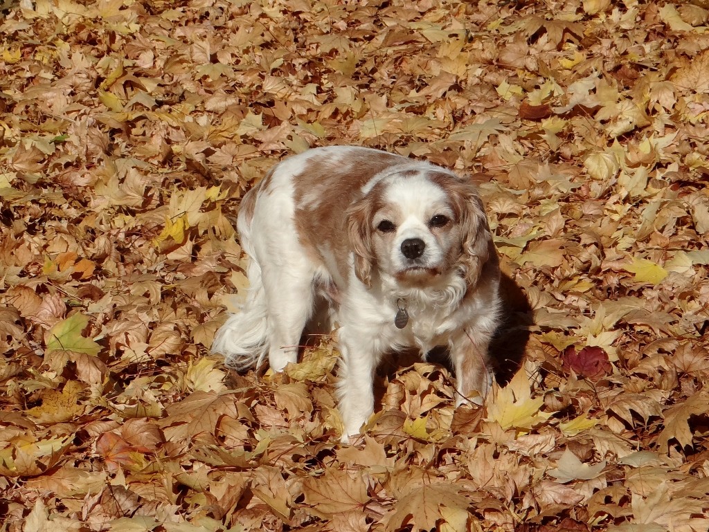 This morning's play in the leaves
