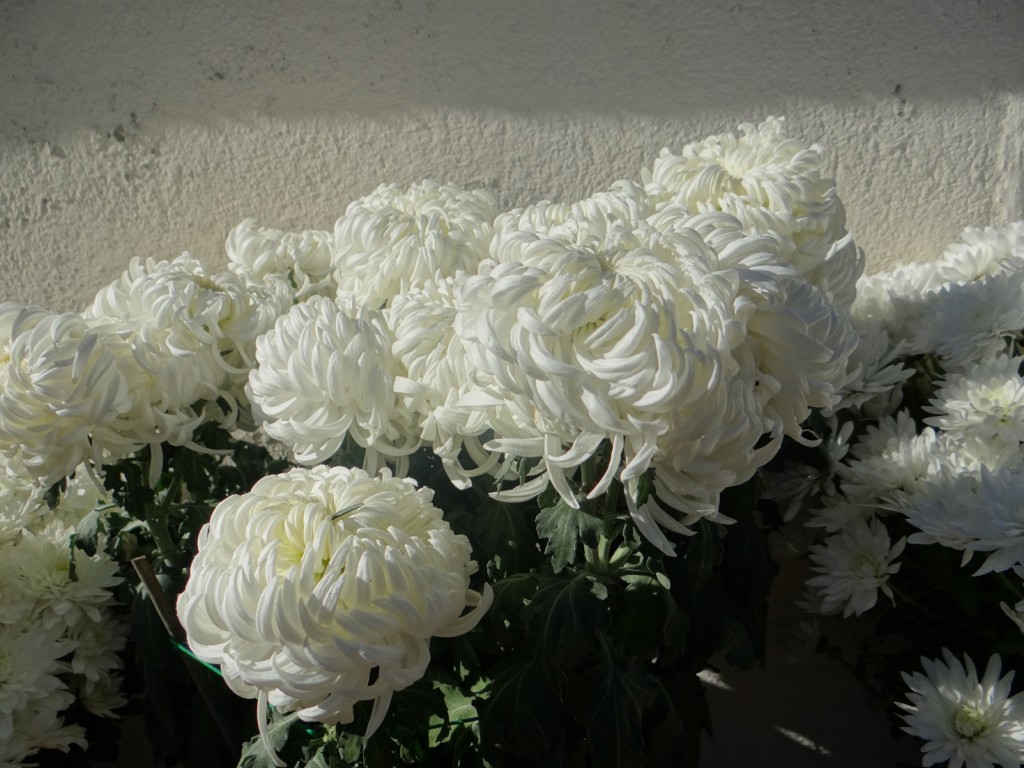 Flowers in the graveyard on All Saints Day.