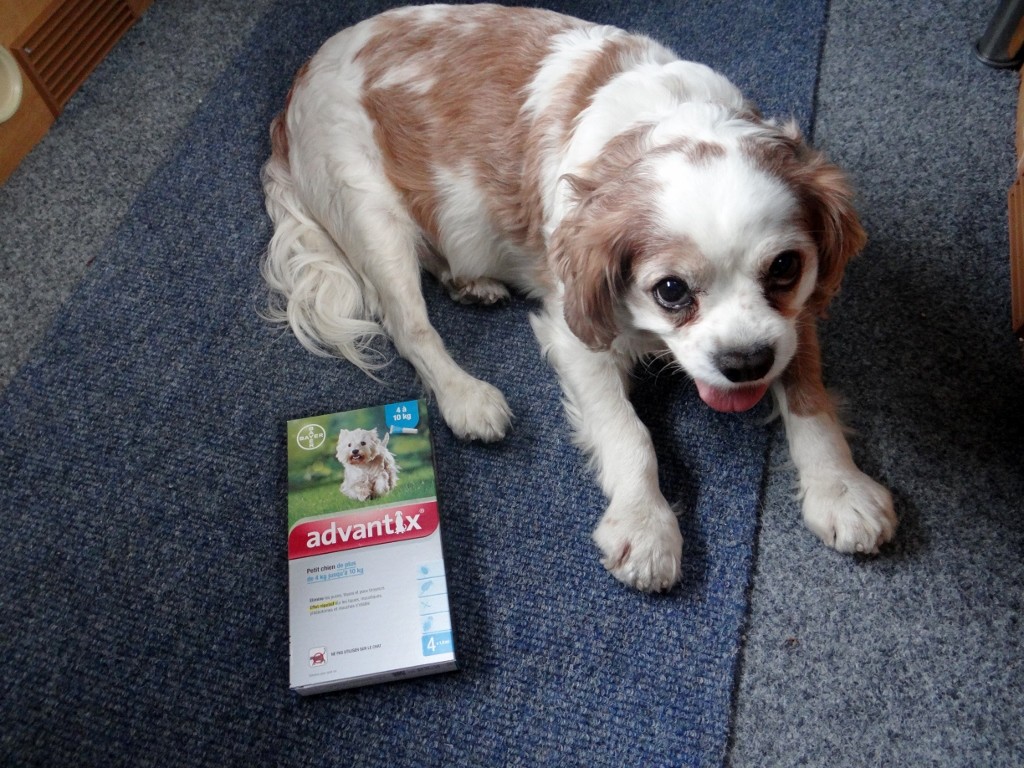 Special flea treatment to keep me alive in the south of France!