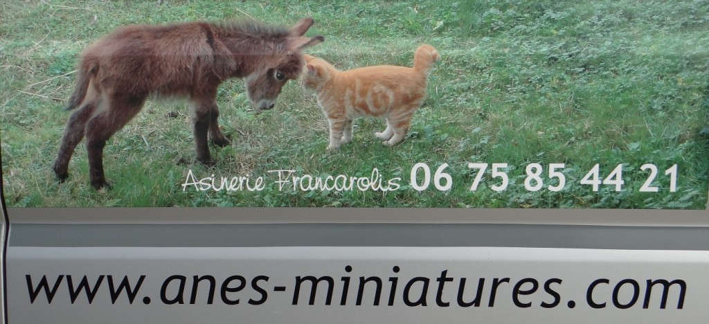 Slight detour from the story - if you're after a mini-donkey - here's where to get one.