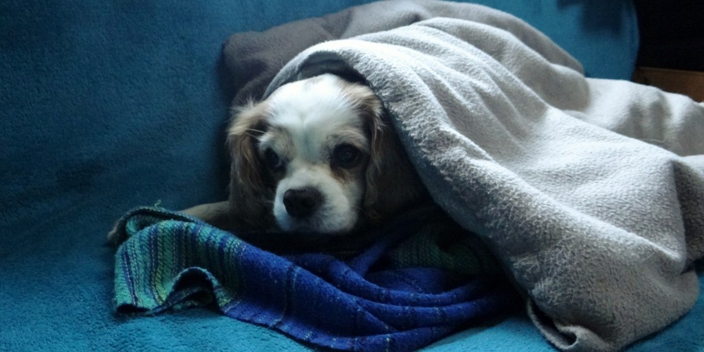 Blanket and Sleeping Bag - Charlie is taking no chances!!