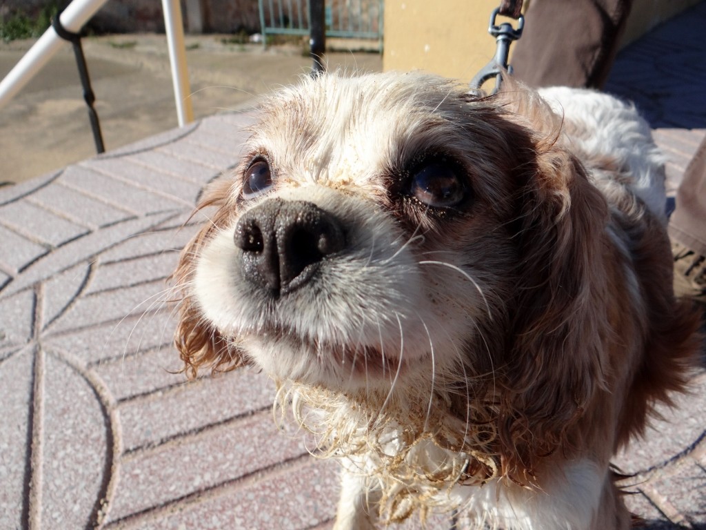 ... and has to rub his face in it!