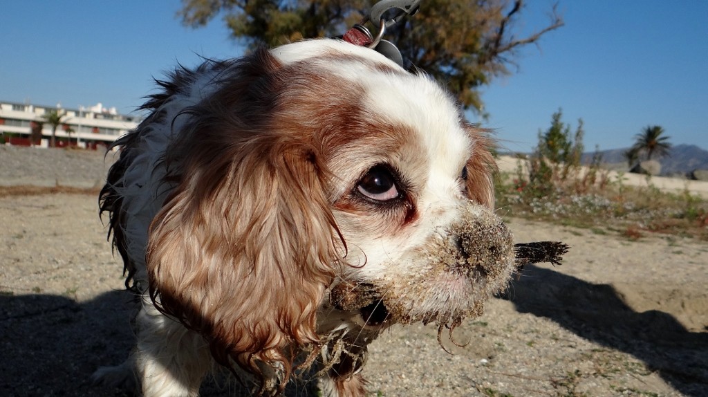 Hmm, not sure we'll be able to convince any passing policemen that Charlie hasn't been on their blue flag beach!