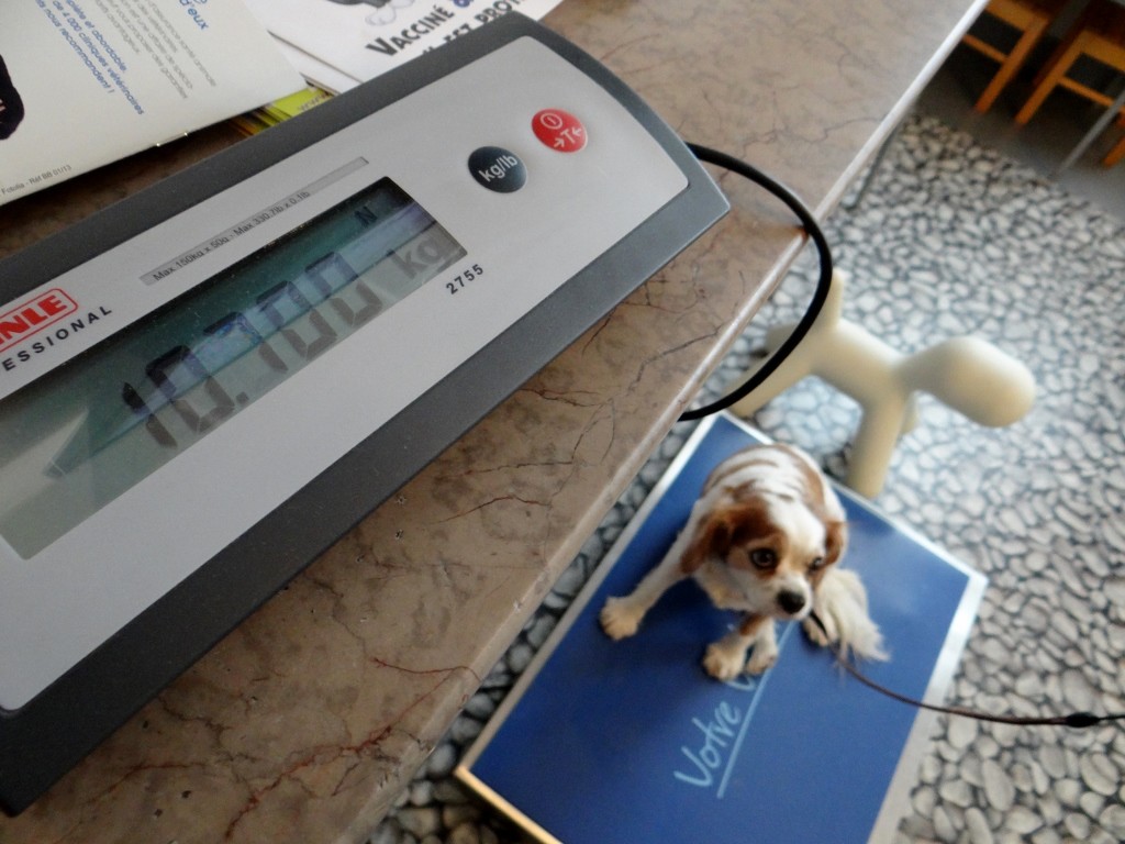 Last time we were here Charlie was 10.7kg, he's now 11kg - diet time for us all!