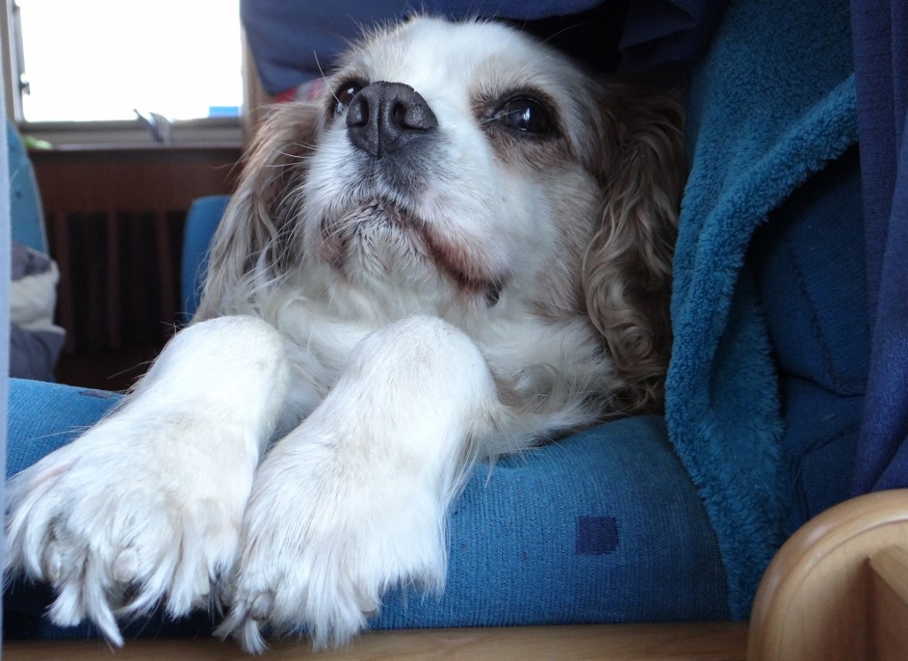Charlie's chosen position as we drive. This is what I can see over my left shoulder.