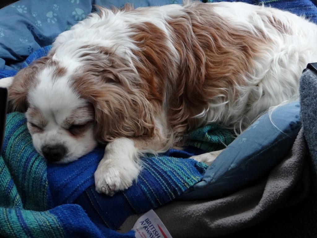 Charlie wasn't so impressed with the Rugby opting to sleep through it all