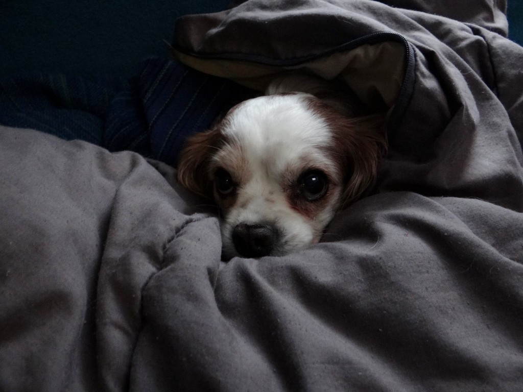 DSC00419 (1024x768) (2)