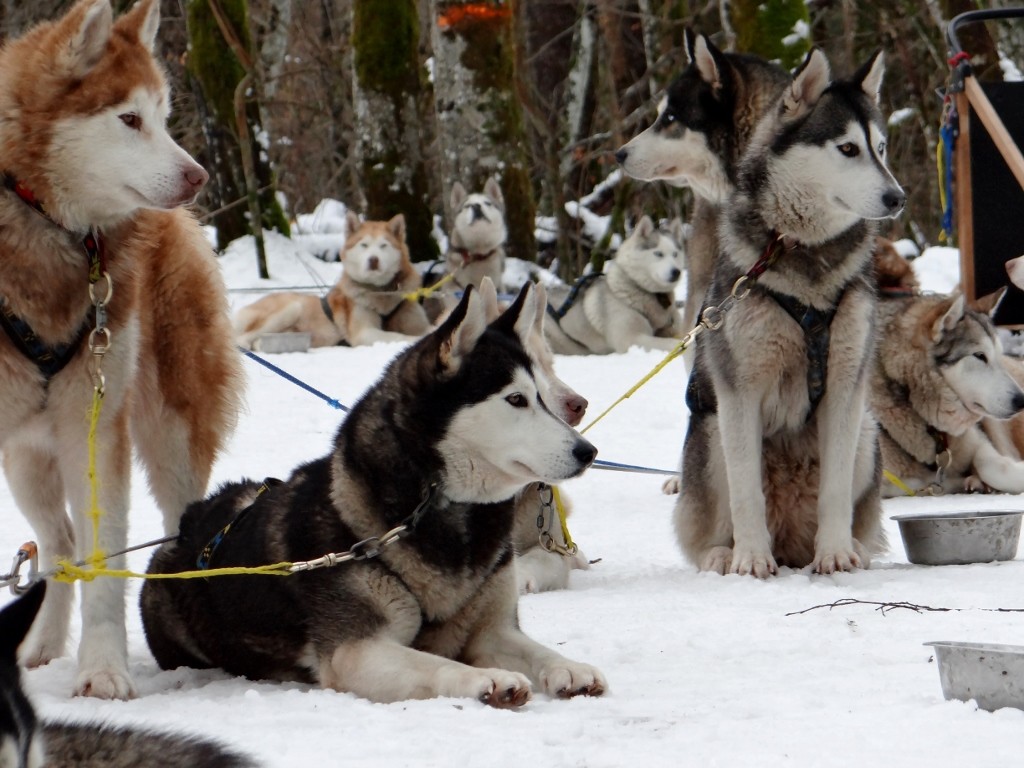 Much better behaved than pampered pooch!