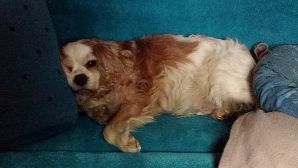 Charlie loves a lie in