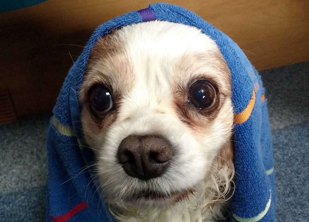 Charlie isn't a big fan of the rain