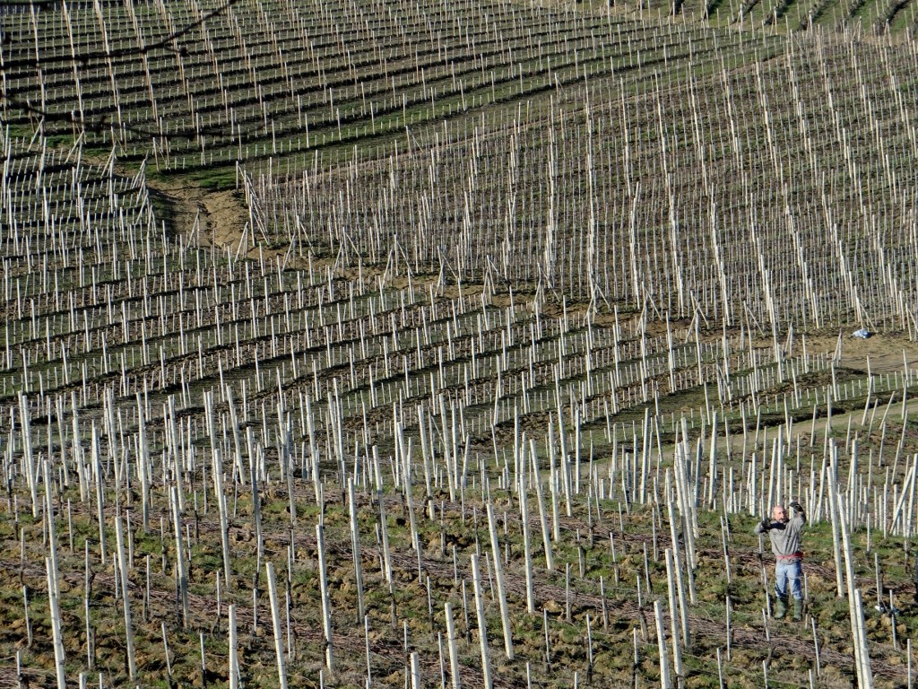 Today we played spot the worker - lone figures clipping miles of vines