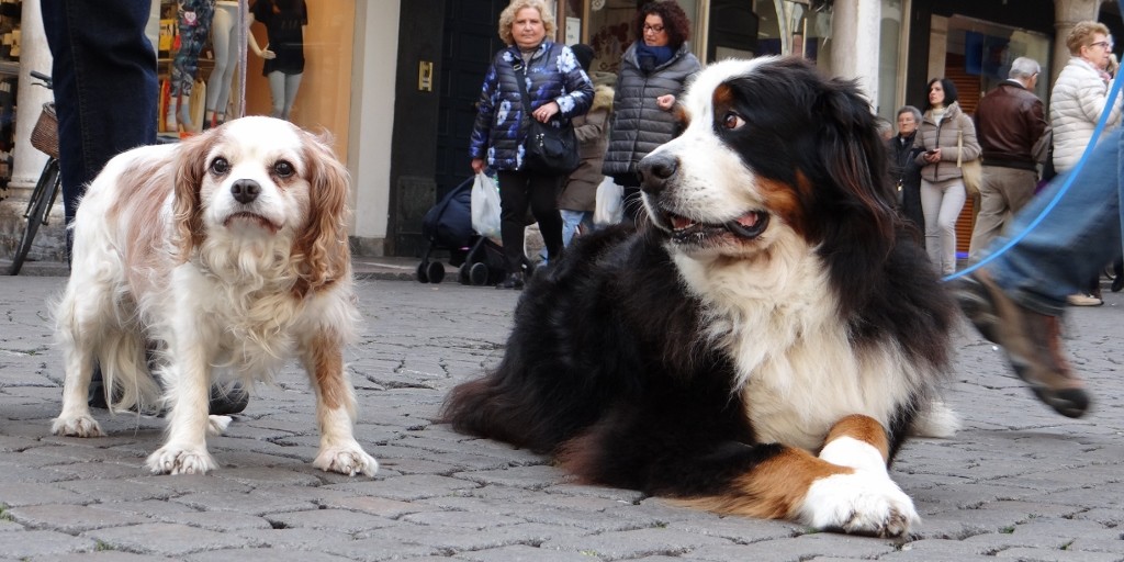 Charlie was practically ignored today in the market as local after local mad a beeline for Tenzing!