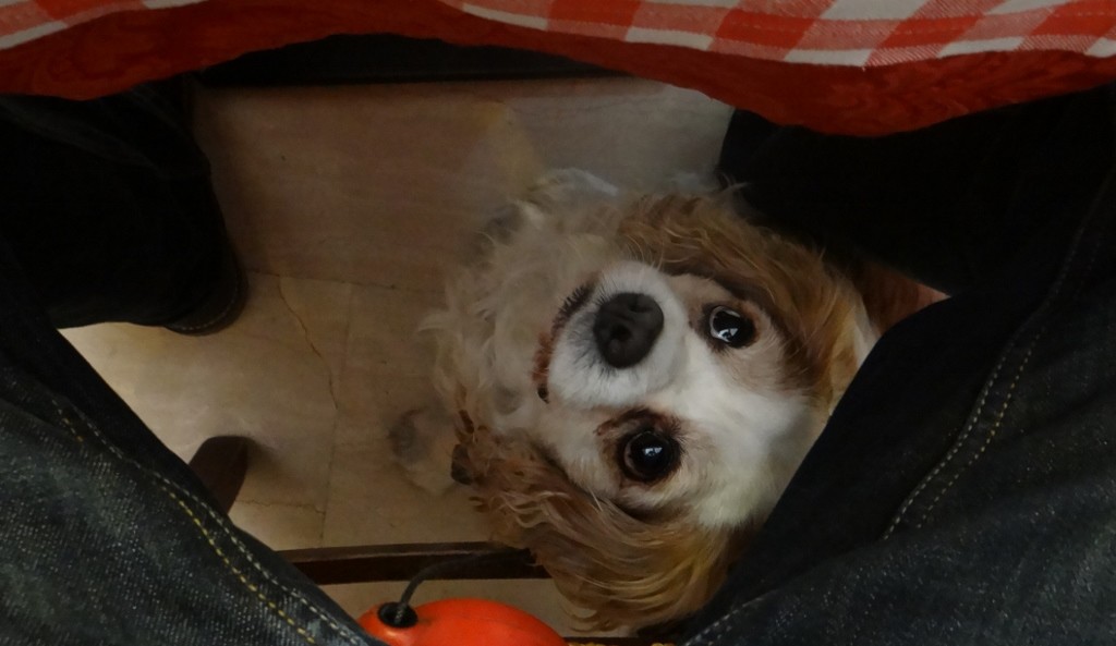 Charlie's neck must be aching after that meal