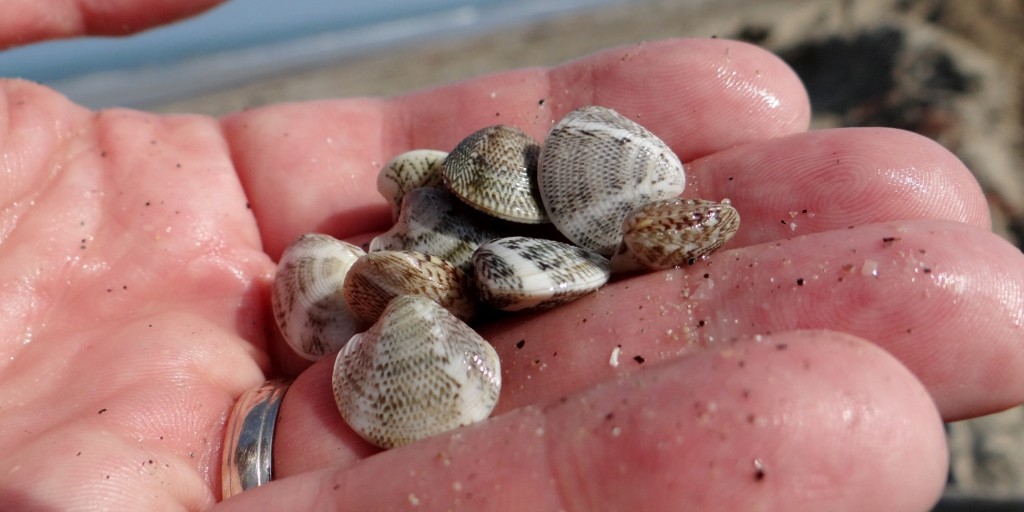 Locals making the most of the free beach ahead of the summer. They were collecting these as the tide went out - you'd need a lot for meal.