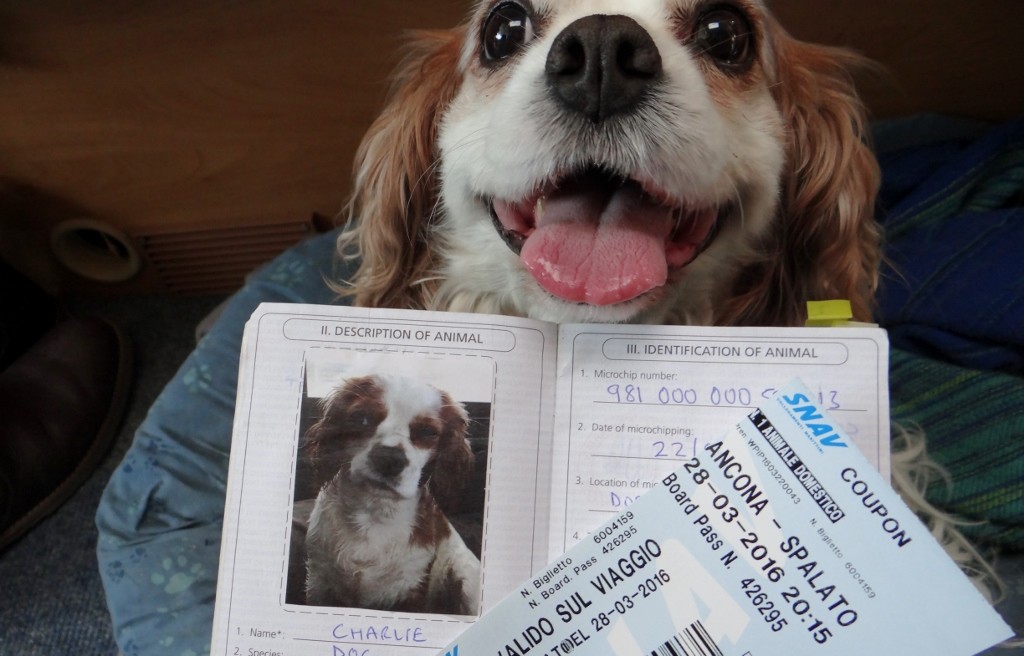 motorhome dreaming is possible for a dog - with a pet passport