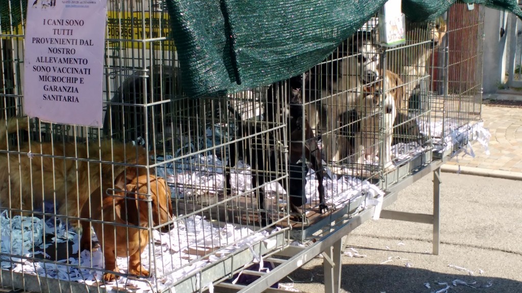 IMG_20160327_105713575 (1024x576)