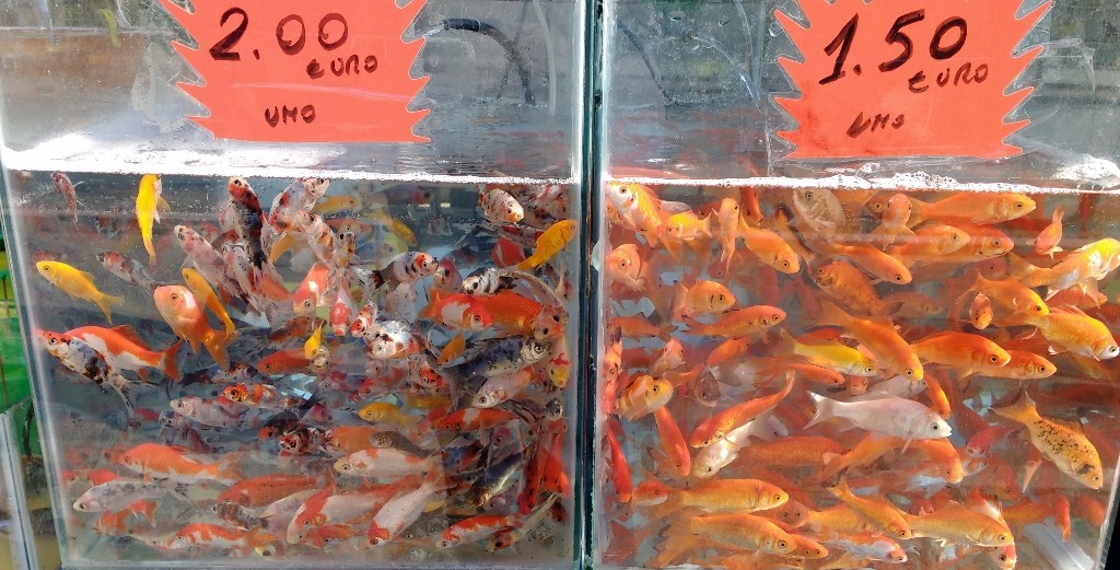 IMG_20160327_105743612 (1024x521)