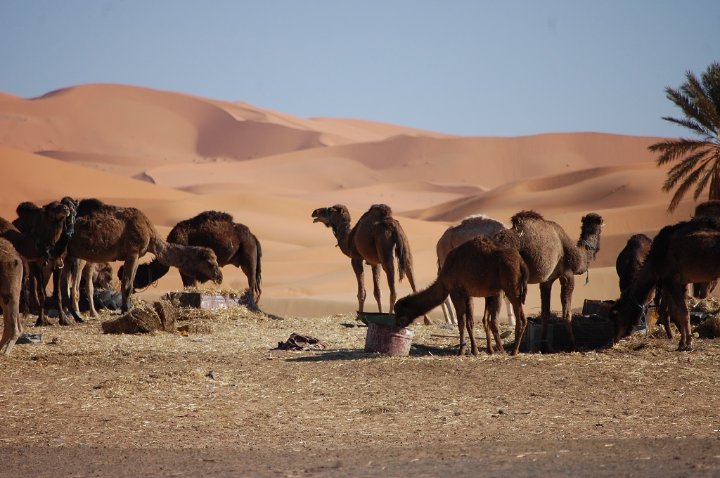 Erg Chebbi, Morocco