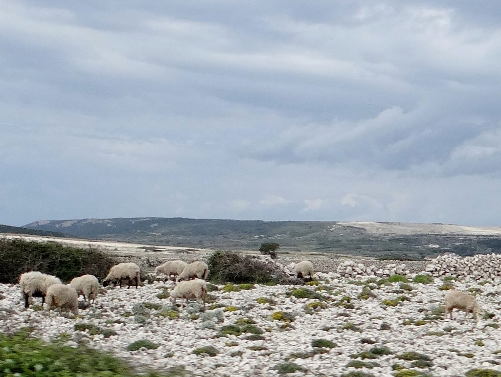 That's right little sheep, keep eating the salty herbs to flavour the Paski Sir cheese