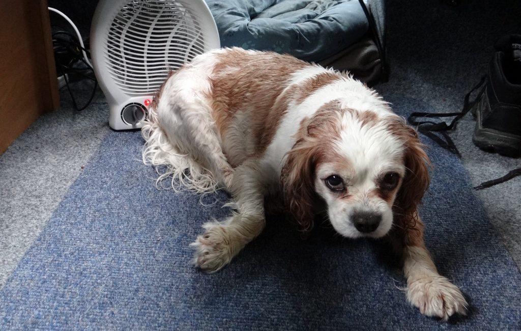 Charlie hogging the heater