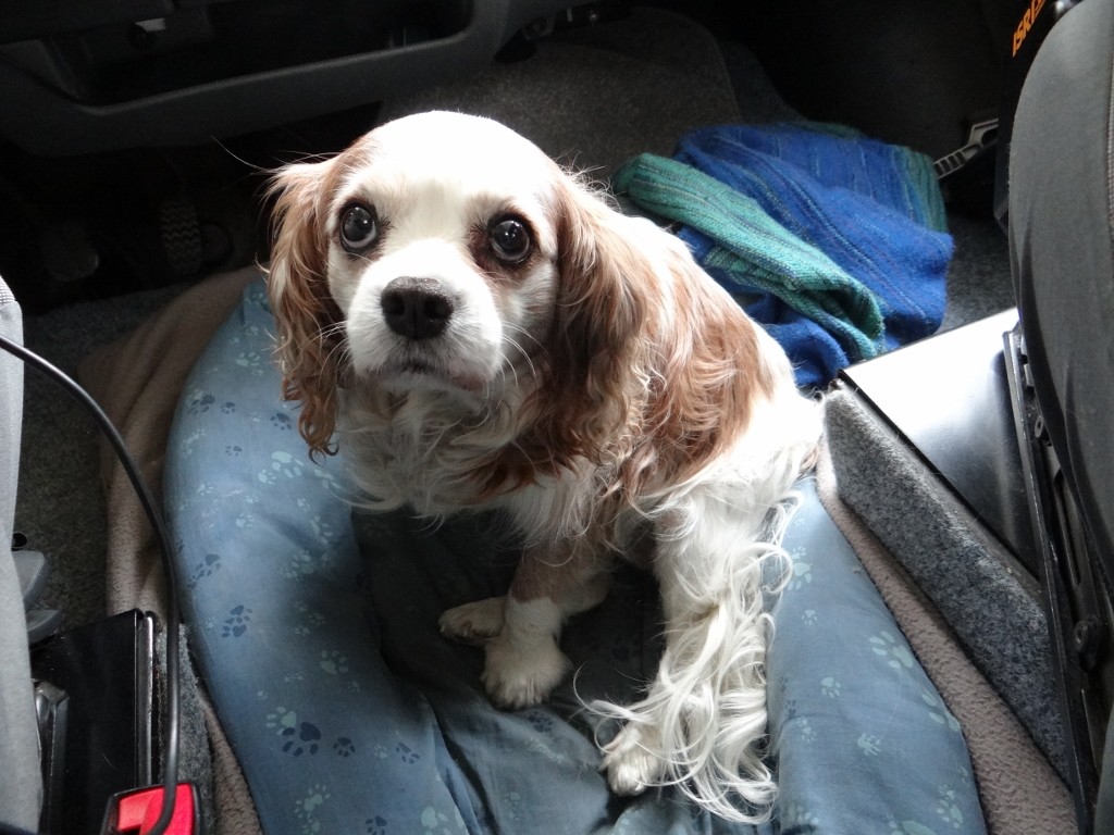 Charlie before - furry and panting a lot!