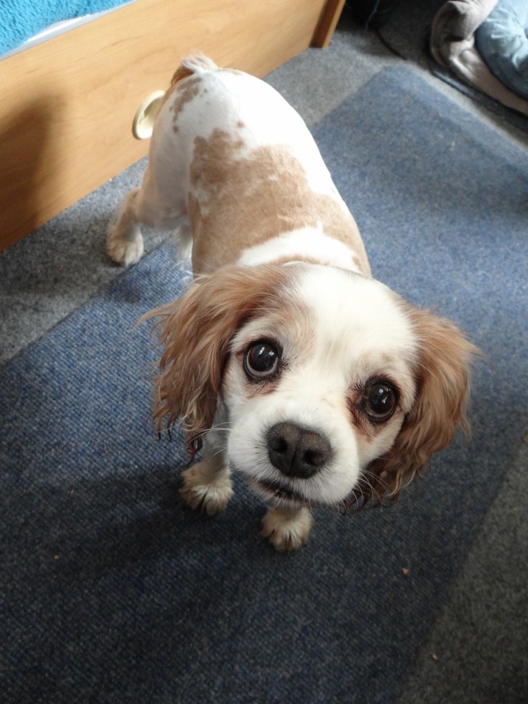 A bag of fur later and he's like a racing snake!