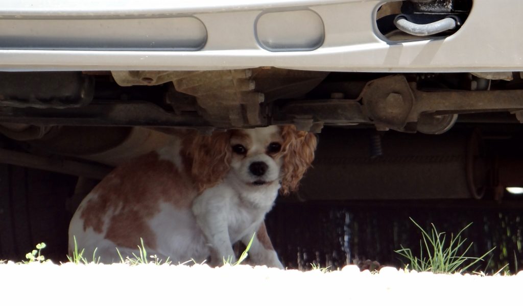 Taking refuge under Zagan when it gets too hot