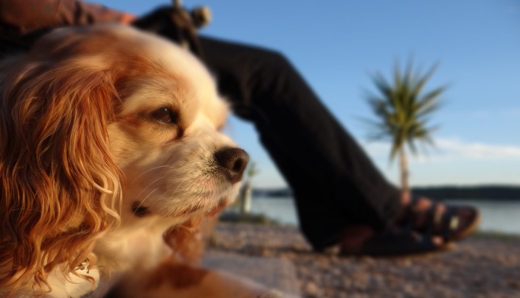 Charlie basking in evening sunshine. It's hitting 23°C here at the moment