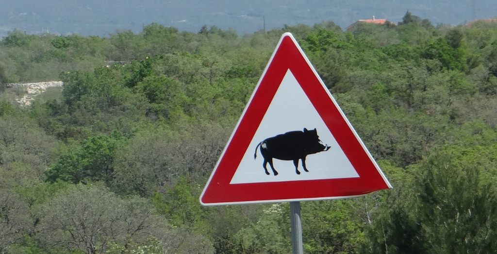 Wild boar!