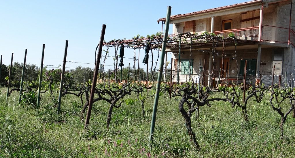 One thing which will grow here: vines