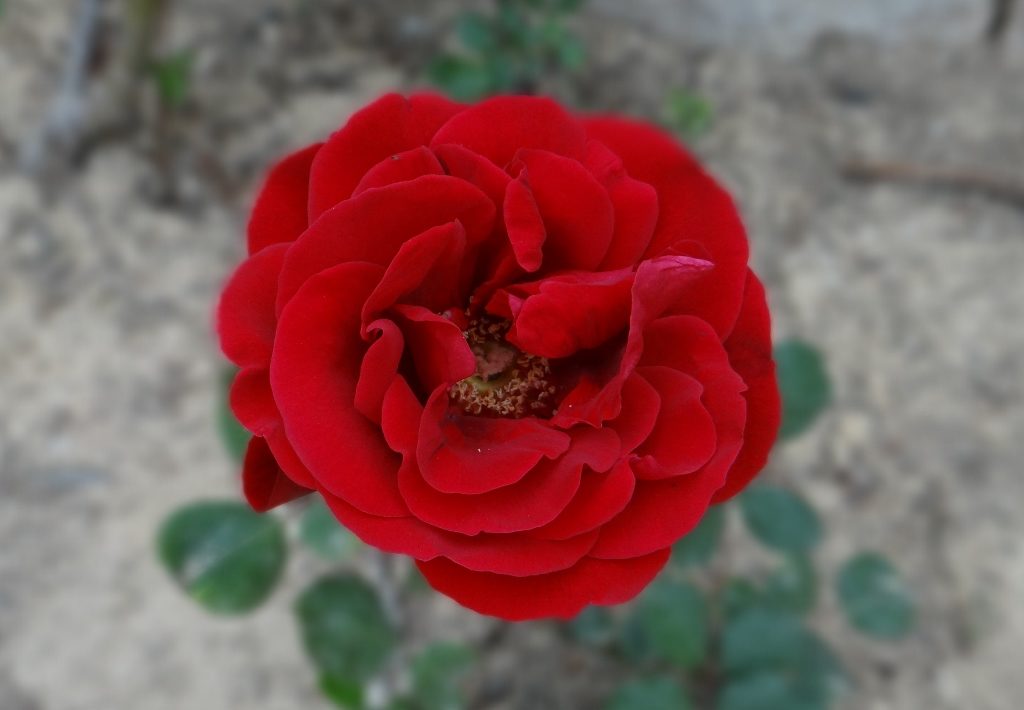 Roses are in bloom here, splashing colour around