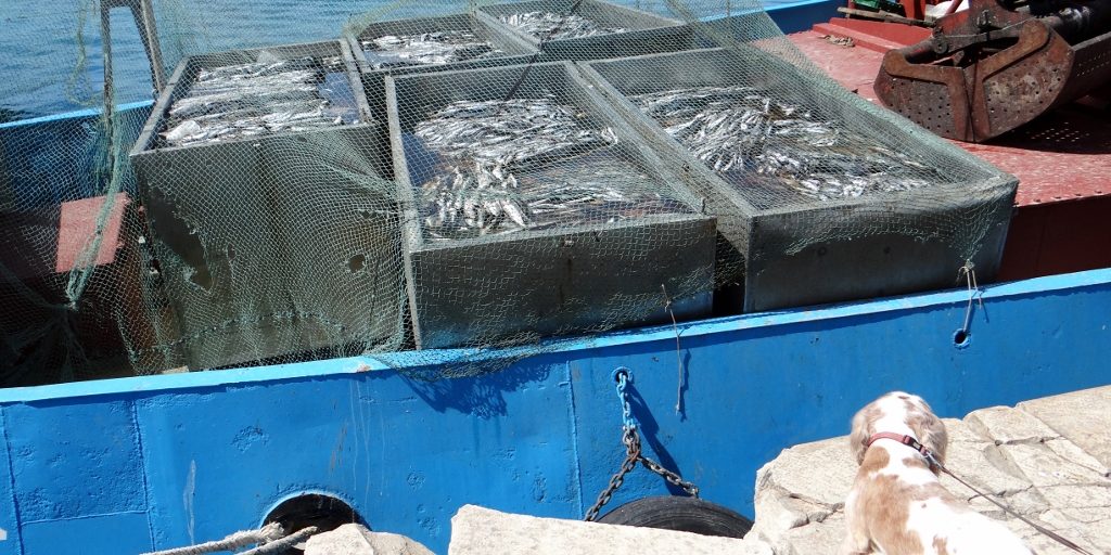 Stinky fish in the boats just across from the restaurants, the smell didn't get that far, but we hope they are bait and not dinner!