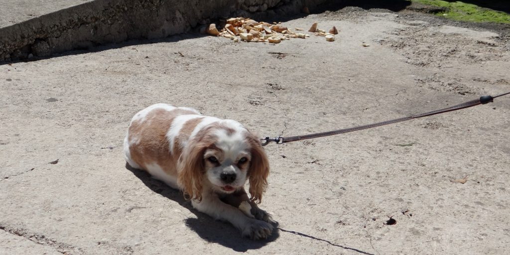 Charlie loves Biograd as he found a stack of stale bread on the quayside