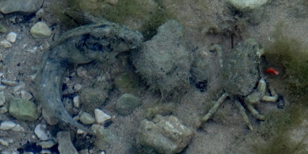 The water here is so clear you don't need to snorkel - spotted these two from the quayside