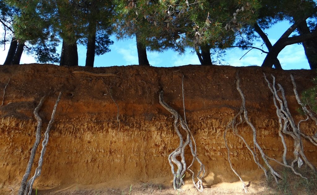 These trees had us thinking we'd gone underground!
