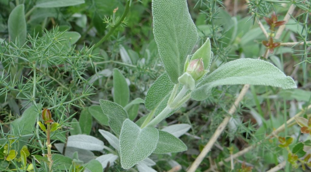Wild sage on Pag - nah, you can't forage for it here