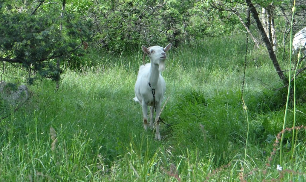 Don't know why, but I like goats