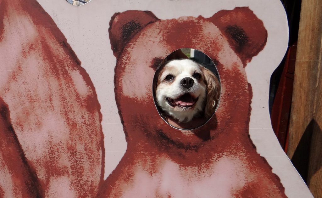 Not wanting to be outdone, Charlie the bear!