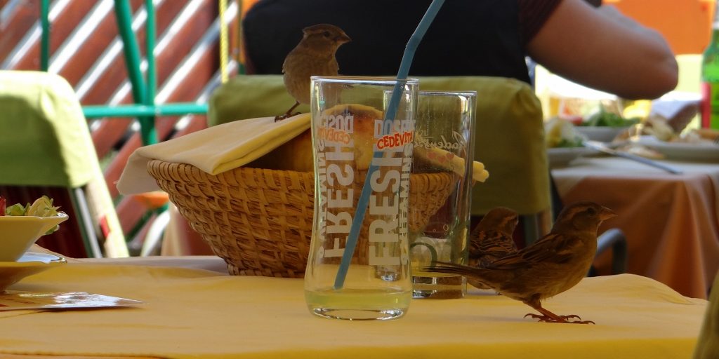 Cheeky sparrows, good for them!