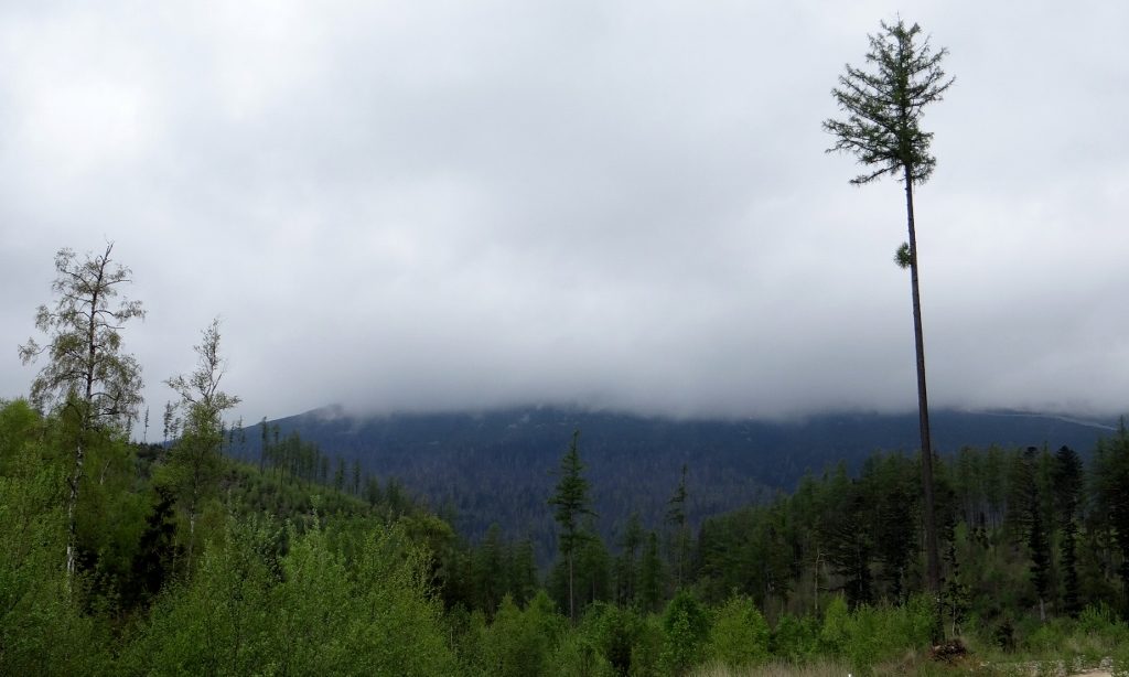Tree at Tatranska Lomnica, Slovakia