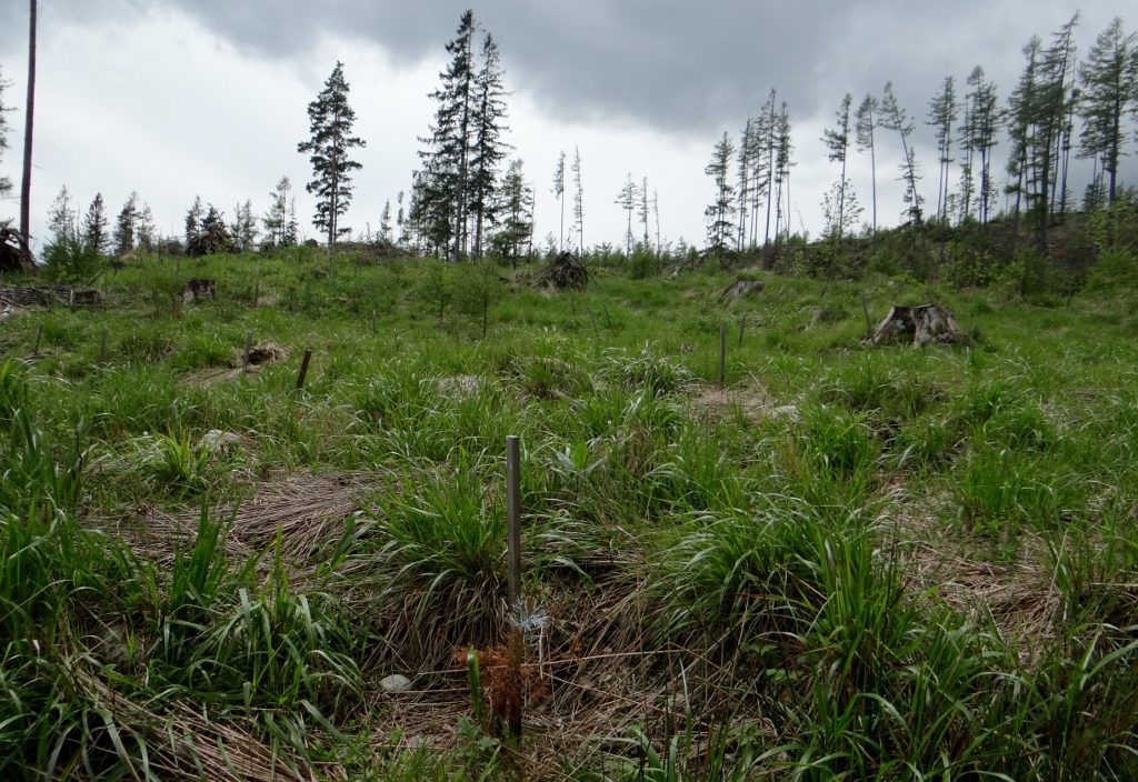 Tree planting Tatranska Lomnica, Slovakia