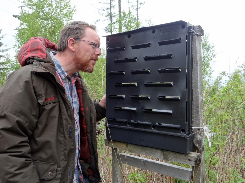 Male bark beetle catcher, slovakia