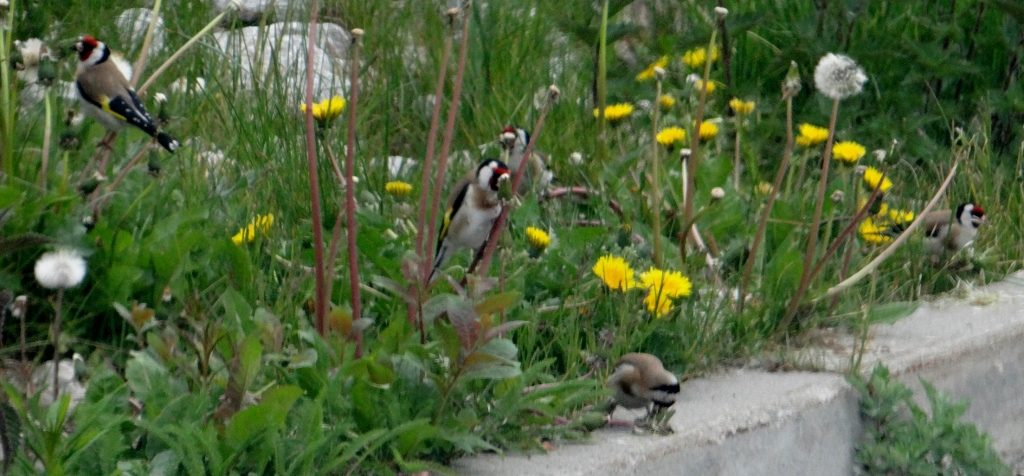 birds in Tatranska Lomnica, Slovakia