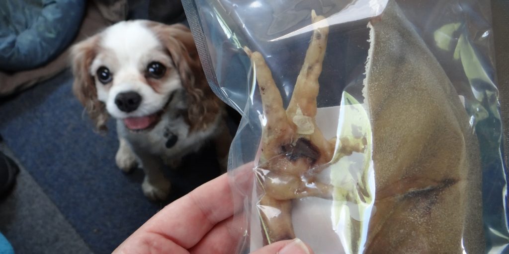 Charlie's about to like Poland, a LOT! Pigs ear and chicken foot treats await