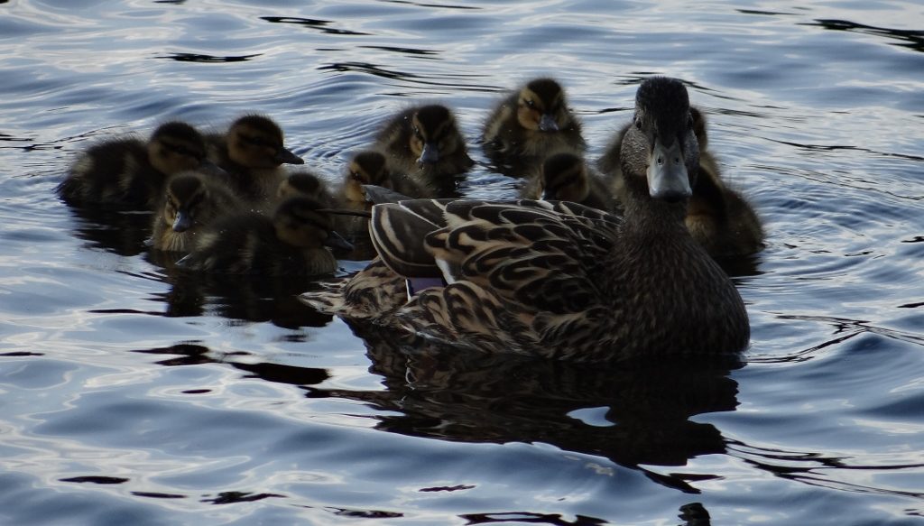Chicks on the lake opposite