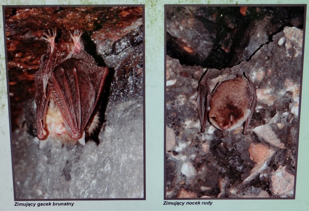 The new inhabitants of some of the bunkers