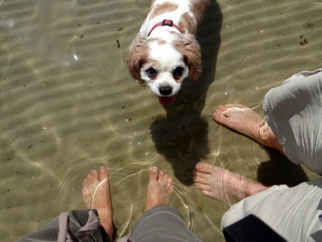 Feet and dog in the sea