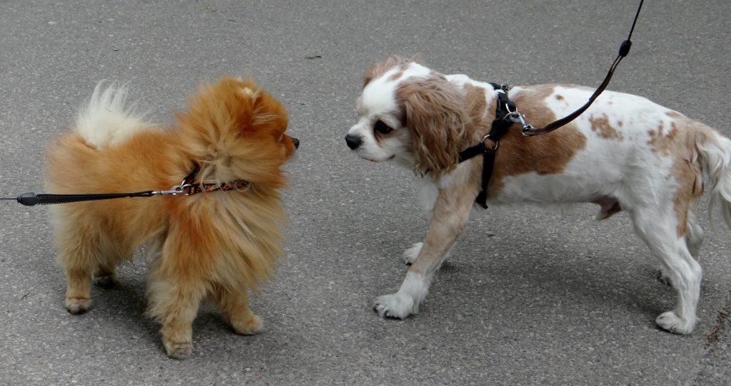 Charlie faces down the locals - he's not big on diplomacy our dog