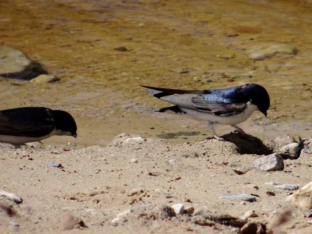 Housemartins on beach
